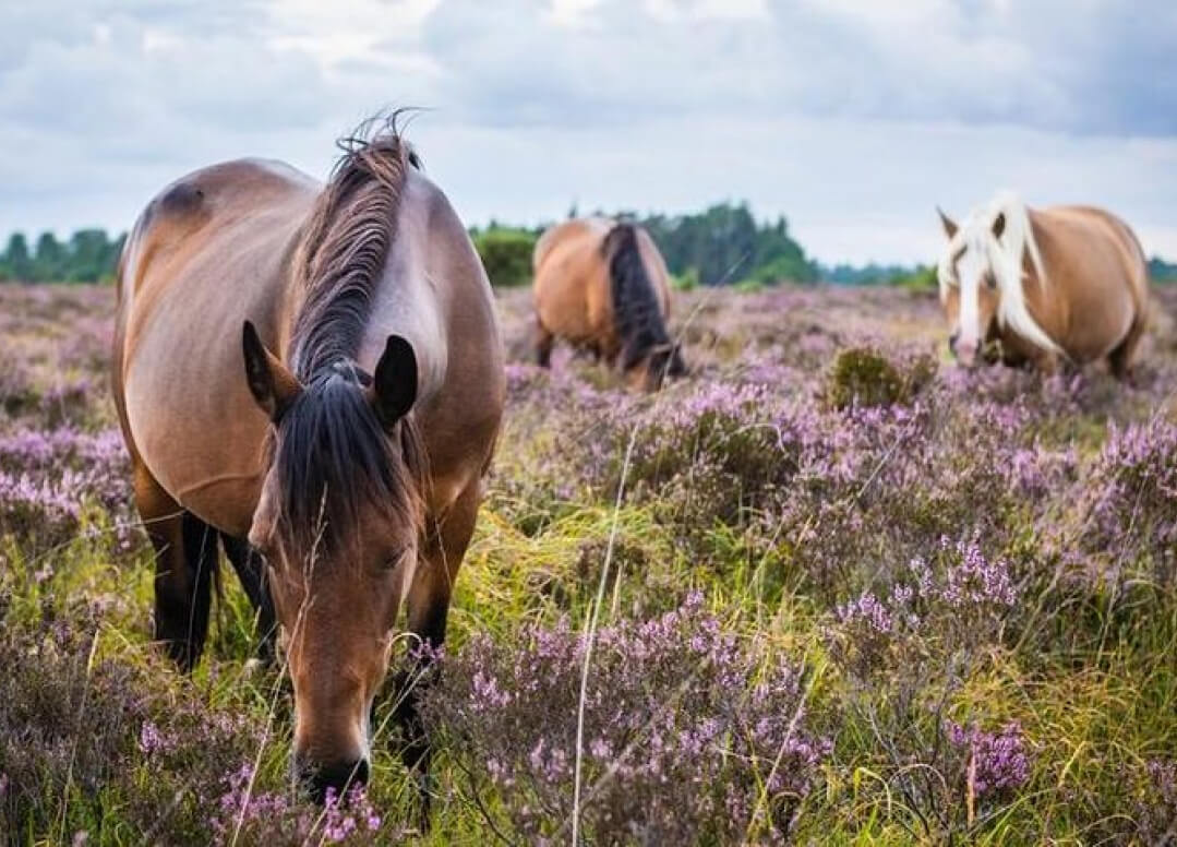Horses grazing in a field of purple heather under a cloudy sky.