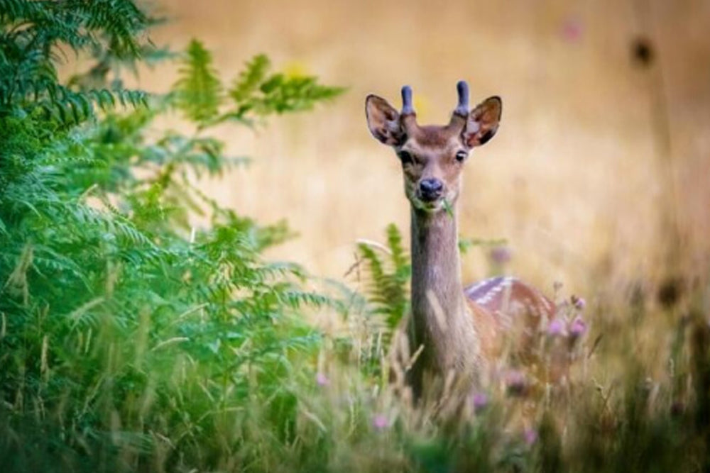 Deer in grassland