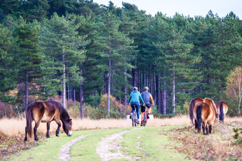 Two people riding bicycles on a path with two horses nearby in a forested area.