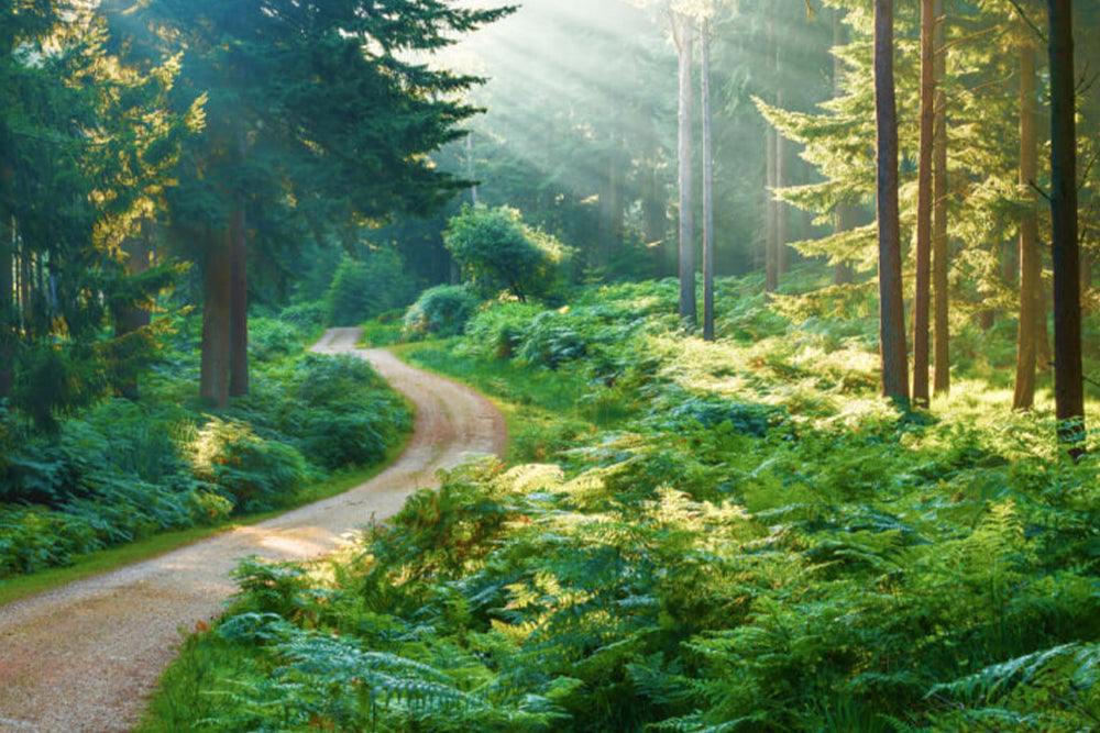 Winding path through a lush green forest with sunlight filtering through the trees.