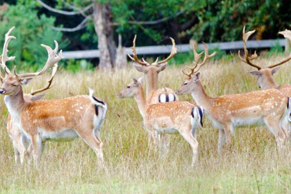 Deer standing in a grassy field with trees in the background