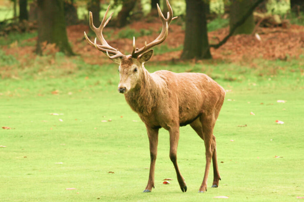 Deer with large antlers standing on a grassy field with trees in the background