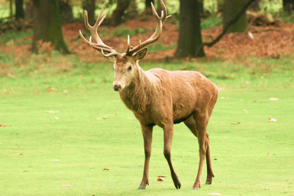 Deer with large antlers standing on a grassy field with trees in the background