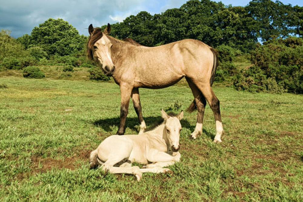 Two horses, one standing and one lying down, in a grassy field with trees in the background.