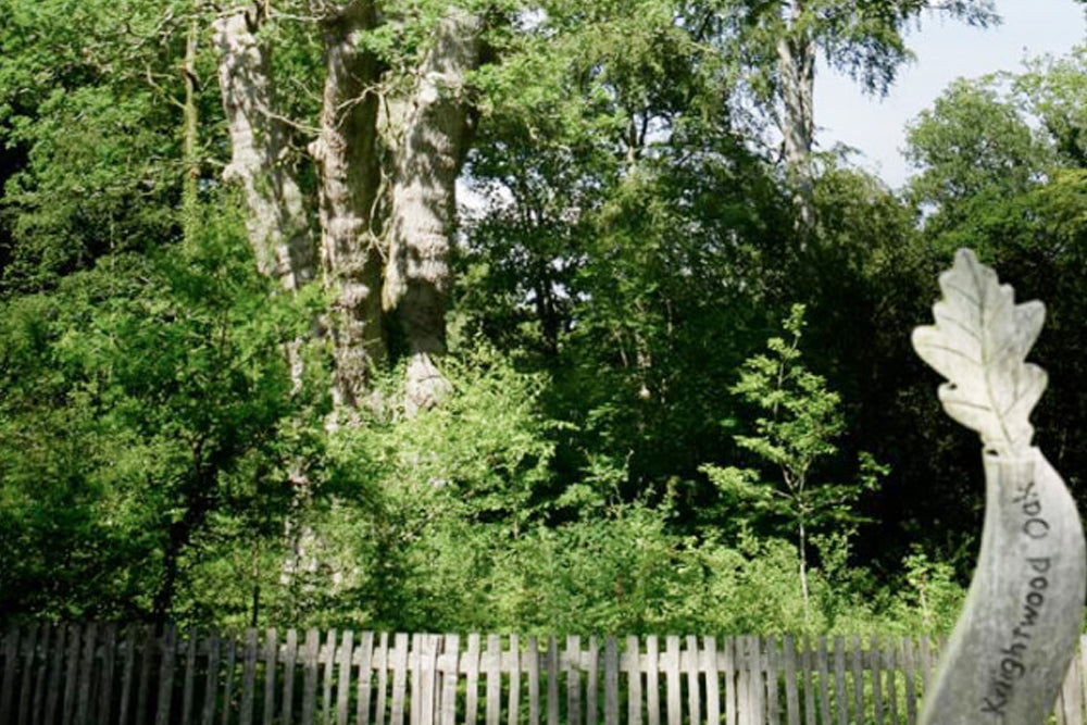 Image of trees with a carved wooden sign reading 'Knightwood Oak'