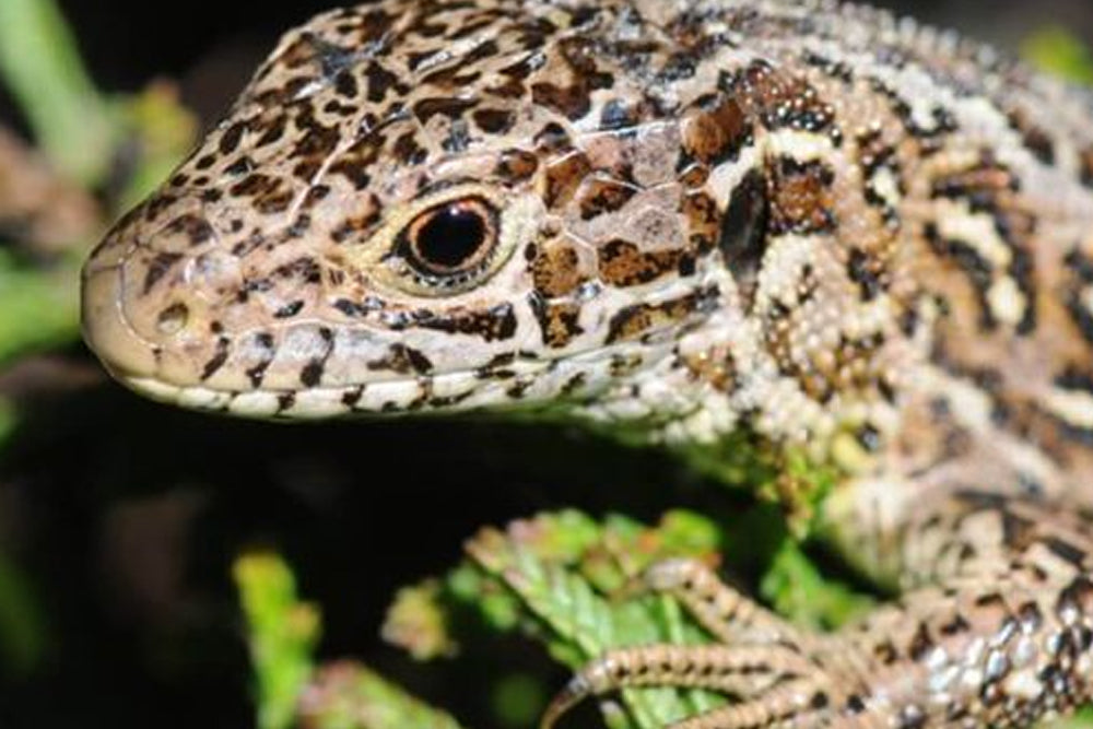 Close-up of a lizard with a detailed pattern on a blurred natural background