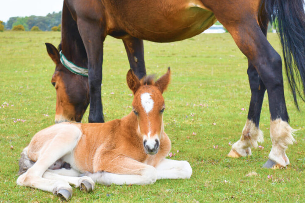 Horse and foal lying on a grassy field with another horse standing nearby.
