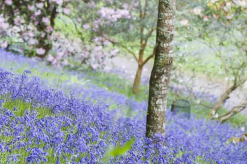 Image of bluebells in a forest