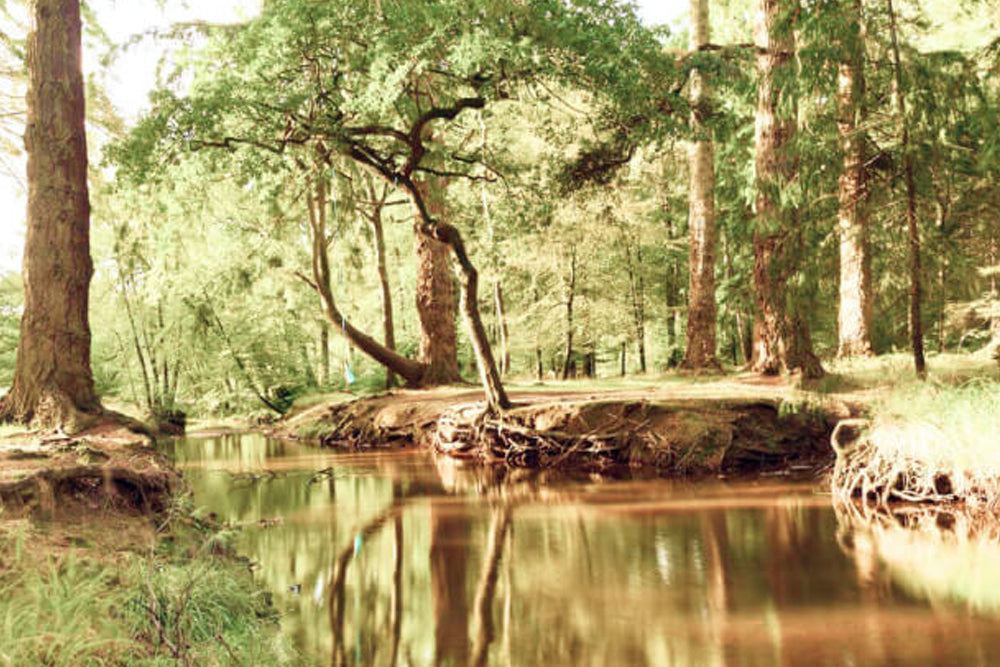 A forest scene with a brook and trees