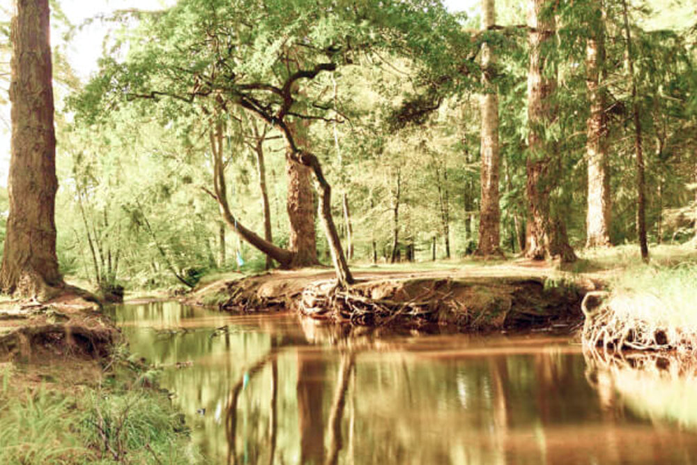 Peaceful forest scene with a calm pond and trees