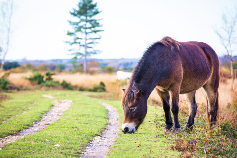 Donkey grazing on a path in a natural setting with trees and grass.