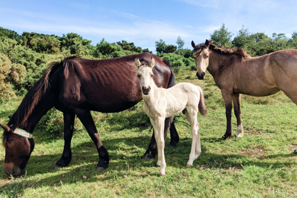 Three horses, including a white foal, standing in a grassy field with trees in the background.