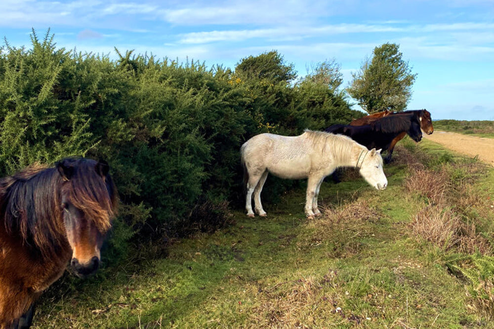 Horses standing near a hedge in a field with a clear sky.