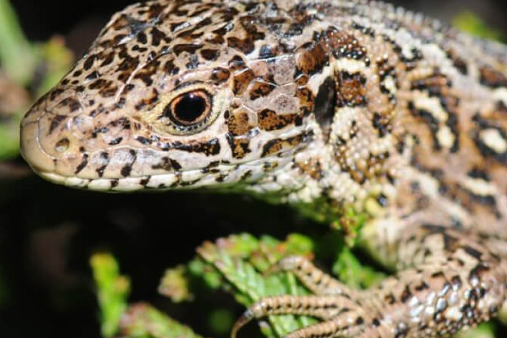 Close up image of a reptile on a green surface