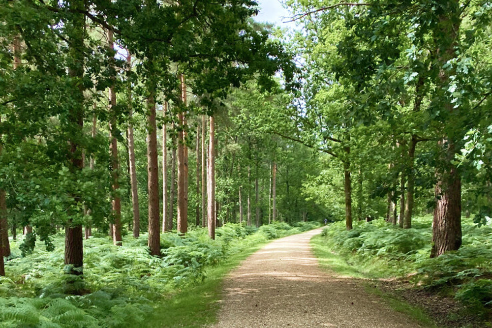 Winding path through a lush green forest