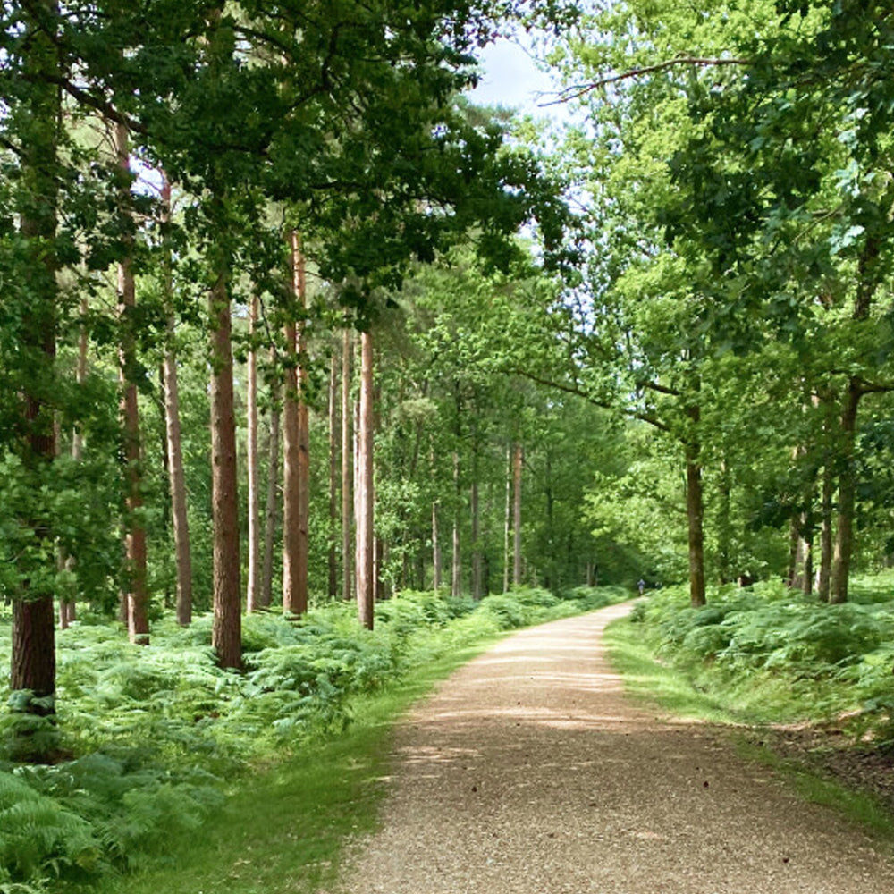 Winding dirt path through a lush green forest