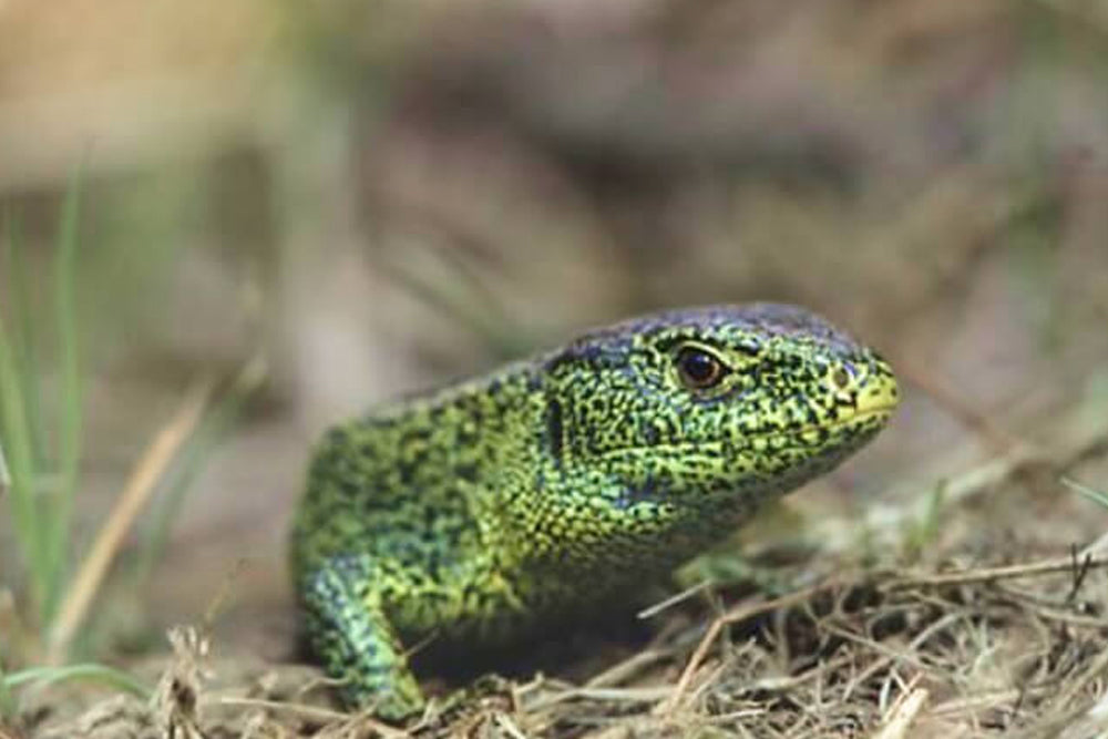 Close up image of a green reptile on grass